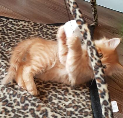 Maine coon Katerchen ab März