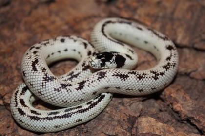 Lampropelzis Californiae High White / Leonis