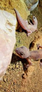 Leopardgeckos, Platz vor Preis
