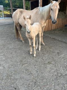 Quarter Horse Hengst Fohlen