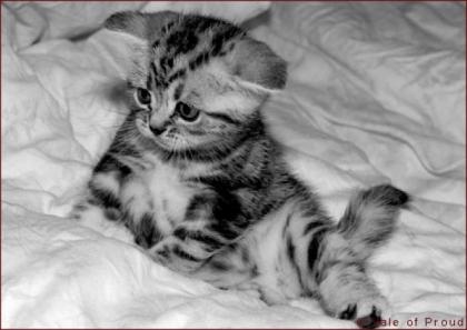 Britisch Kurzhaar - Whiskaskätzchen - Silber Tabby