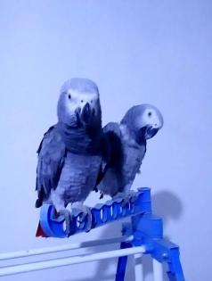 Supersüße Vögel männlich und weiblich zu verkaufen.