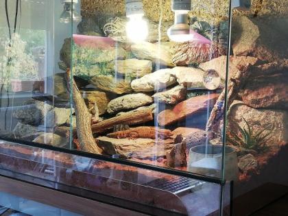 Gecko, Mauergecko mit Terrarium, Lampen und Einrichtung