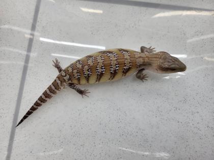 Australische Blauzungenskinke Nachzuchten