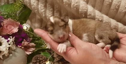 Collie Welpen amerik. Typ sable merle mit Papieren