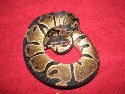 Verkaufe oder Tausche Königspython, ebenfalls gegen Python regius