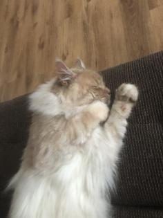 Deckkater Main Coon
