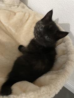BKH Kitten Babykatzen