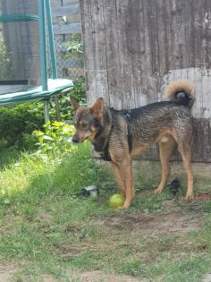 Shako ist ein lieber Kerl, ein toller Familienhund