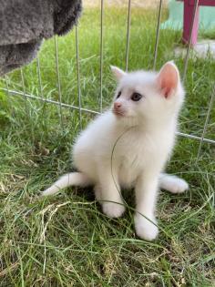 Türkisch Angora Mix