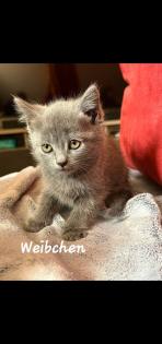 3 BKH Kitten suchen ein Neues Zuhause