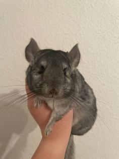 Zahme Chinchilla mit Käfig und Zubehör