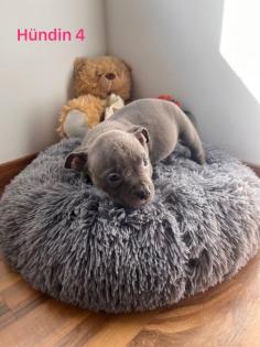 American Pocket Bully