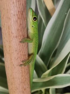 0. 0. 4 Phelsuma pasteuri