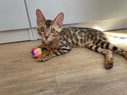 Bengal kitten