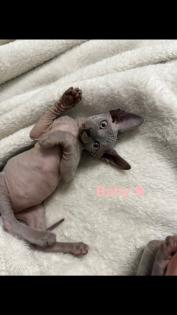 Kanadische Sphynx Kitten
