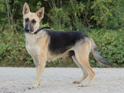 Callidora. zurückhaltend, sanft, anhänglich und verschmust