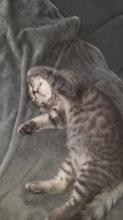 Bkh Kitten 1- weibchen ist frei