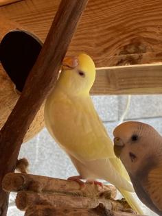 Nestjunge Wellensittiche abgabebereit