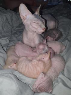 Süße Sphinx kitten