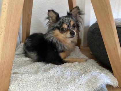 Chihuahua in Langhaar
