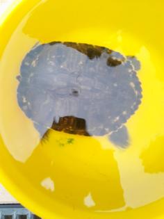 Schildkröten 3 Stück Wasserschildkröten