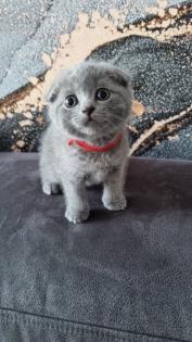 Süsse BKH Kitten Mix suchen neues Zuhause