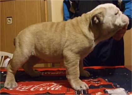 Englische Bulldogge welpen zum verkaufen