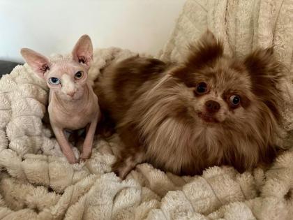 Pomeranian Zwergspitz Hündin in merle