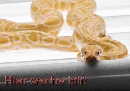 Python wegen Umzug nach Bayern abzugeben.