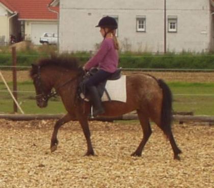 Besonders hübsche Ponystute mit Charakter Rosi
