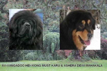 Tibet Mastiff Welpen 2021/11 aus der hervorragenden Zucht DEWI MAHAKALA