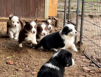 Miniature Australian Schepherd Welpen Mini Aussie