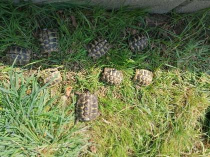 Grischiche Landschildkröten THB