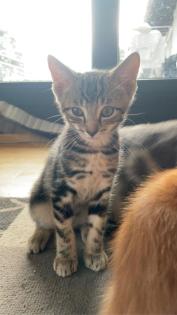 Katzenbabys Kitten 12 Wochen alt