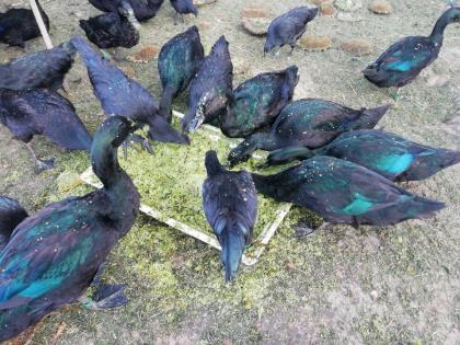 Cayuga Enten Bruteier