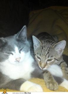 2 Miezen suchen liebevolles zuhause