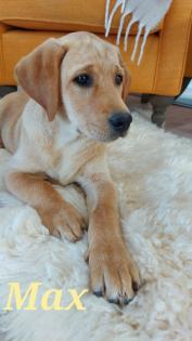 Unsere süßen Labrador Welpen