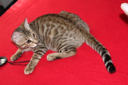 Mix Kater Lezte Kater