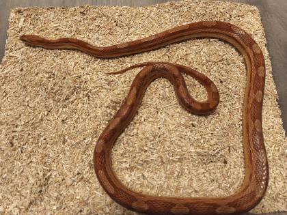 0. 1 Kornnatter Hypo-Motley het. Anery