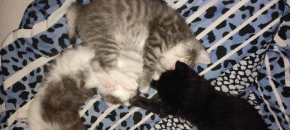 BKH Ragdoll Mix Kitten