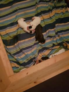 Unsere Boxer Welpen sind da