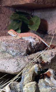 Liebe Bartagame schweren Herzens abzugeben