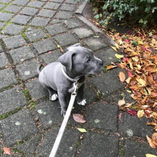 Amstaff Welpen