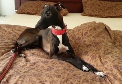 Italienisches Windspiel. Italian Greyhound