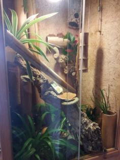 Madagaskar Taggecko, 10 Jahre alt