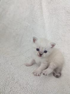 Sechs süße BKH Kitten geb. 06. 05. 23 suchen ab Ende Juli ein neues Zuhause