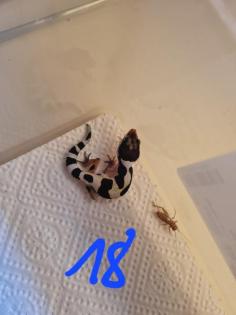 Leopardgeckos NZ 22, 0. 1