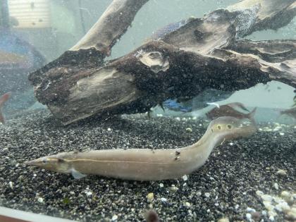 Diskusfische / Aquariumauflösung