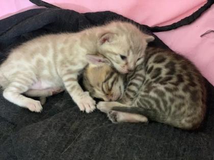 Bengal kitten Brown Snow